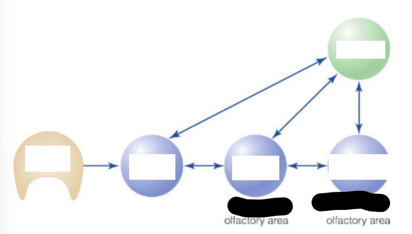 <p><u>for odors from olfactory bulb → cortex</u></p><p>describe transduction from the olfactory bulb to cortex</p><p>_</p><p>the amygdala plays a role in __ reactions to odors (i.e. …)</p><p>_ </p><p>fill in blanks of picture</p>