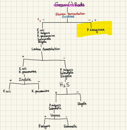 <p>gram (-) rod that is aerobic, oxidase positive &amp; non-fermenting </p><p></p>