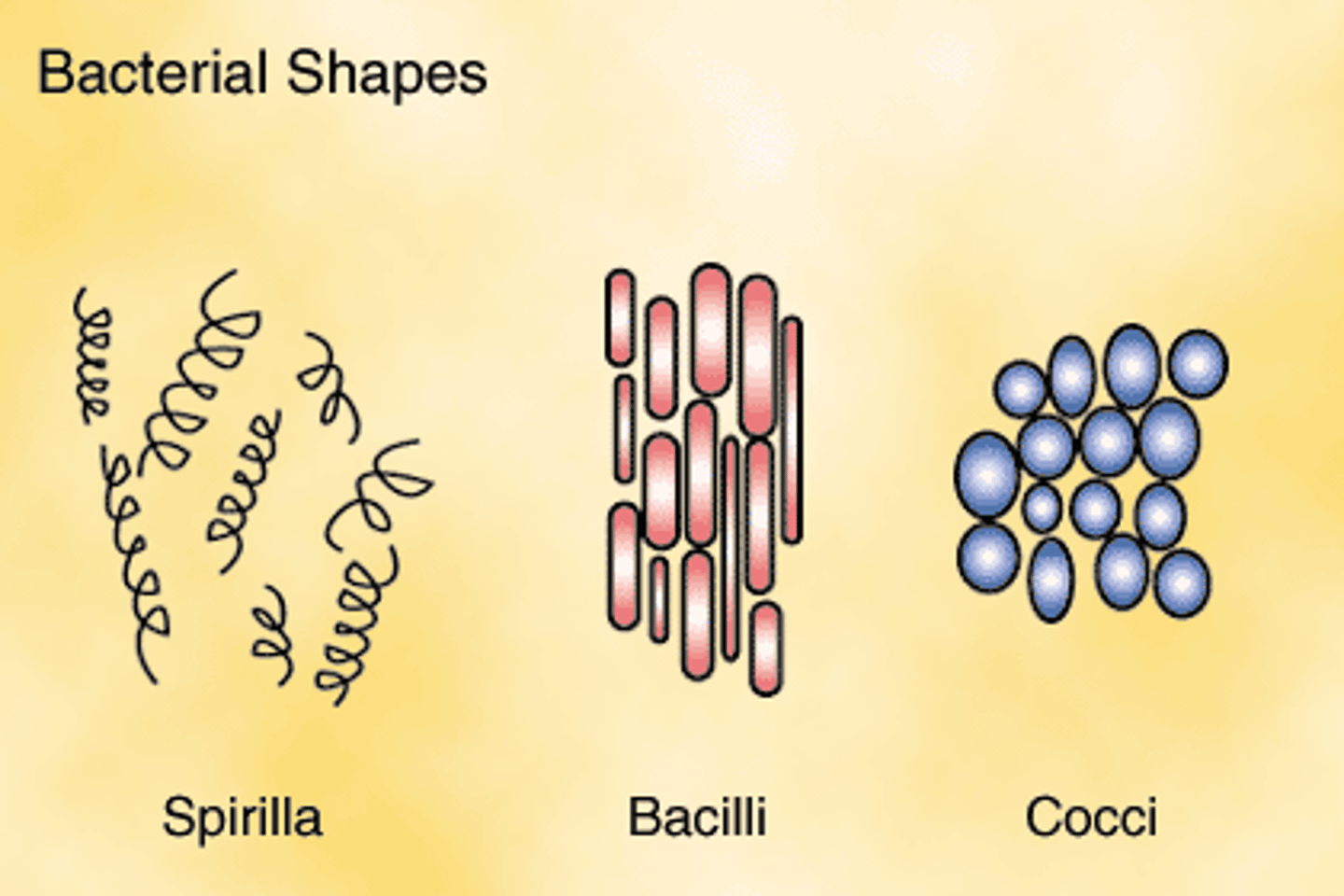 <p>cocci (spherical) Chlamydia, spirilli (spirals) Spirochetes, bacilli (rods) Gram positive</p>