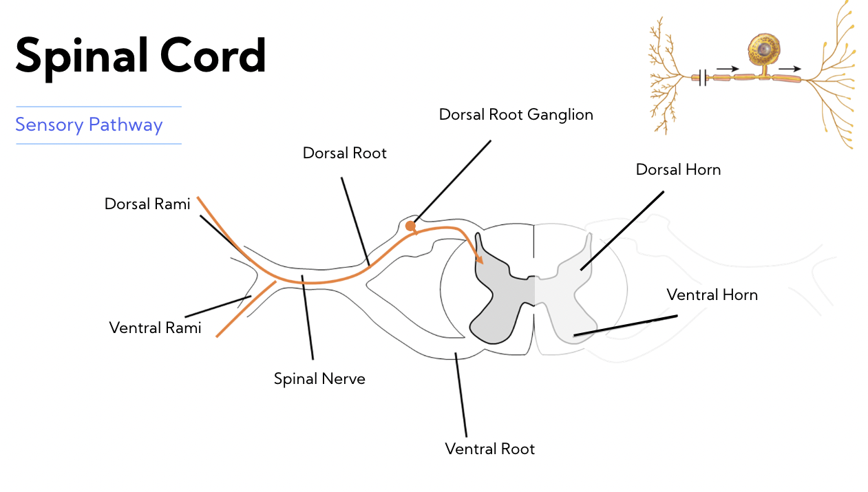 <p><span>ALL information entering the spinal cord will enter through the:</span><br><span> - <strong>Dorsal Rami</strong> </span><br><span> - <strong>Ventral Rami</strong> </span><br><span>2. travel through the <strong>spinal nerve</strong> </span><br><span>3. then go through the <strong>dorsal root</strong> to the <strong>Dorsal horn</strong></span></p>