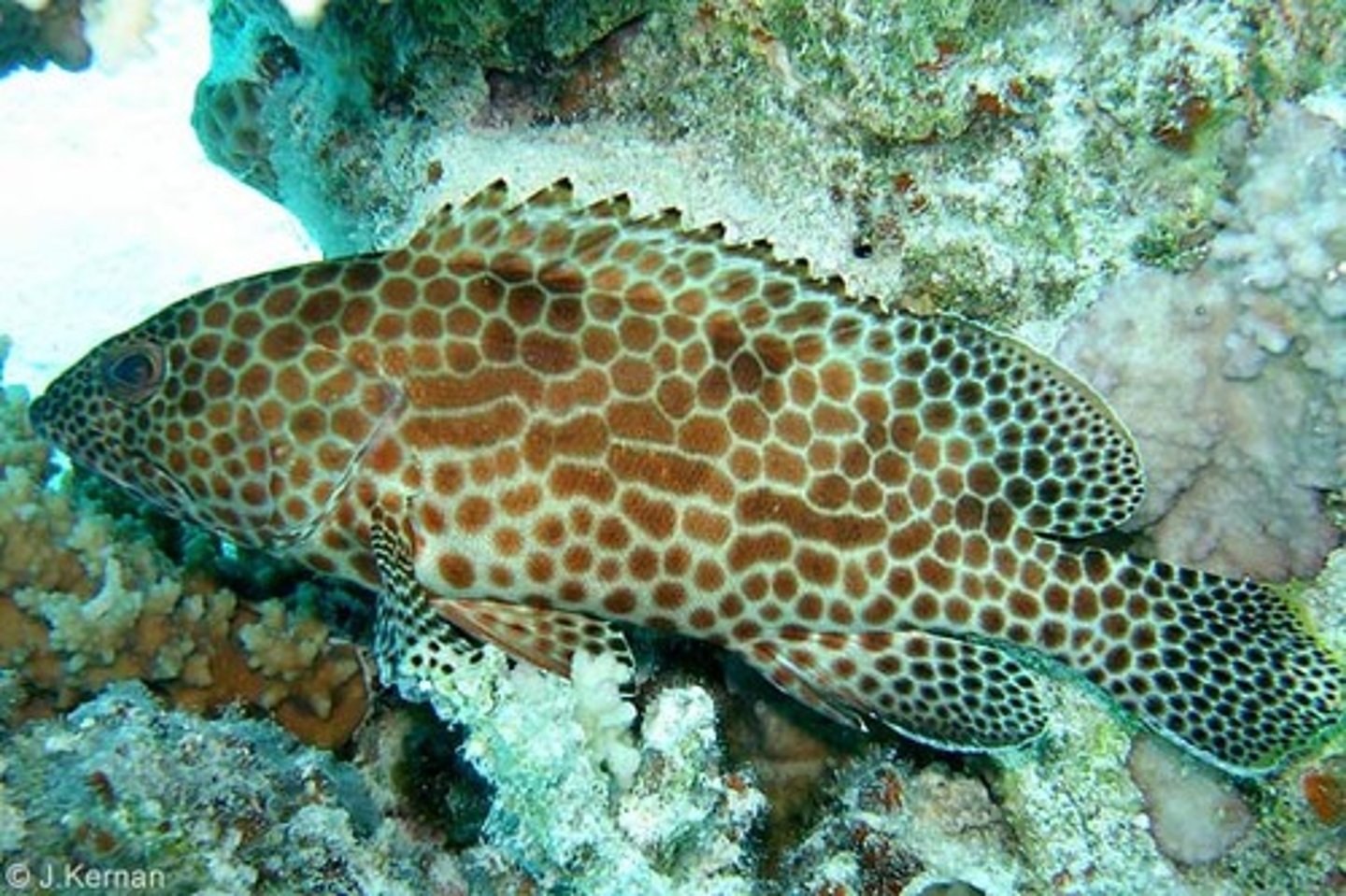 <p>Epinephelus merra</p>