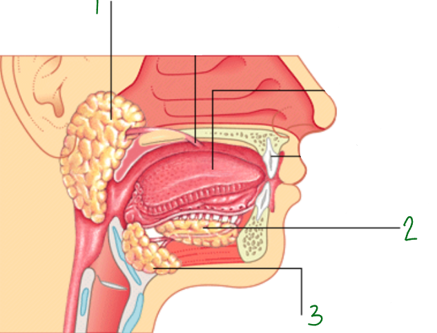<p>What is 3 pointing to?</p>