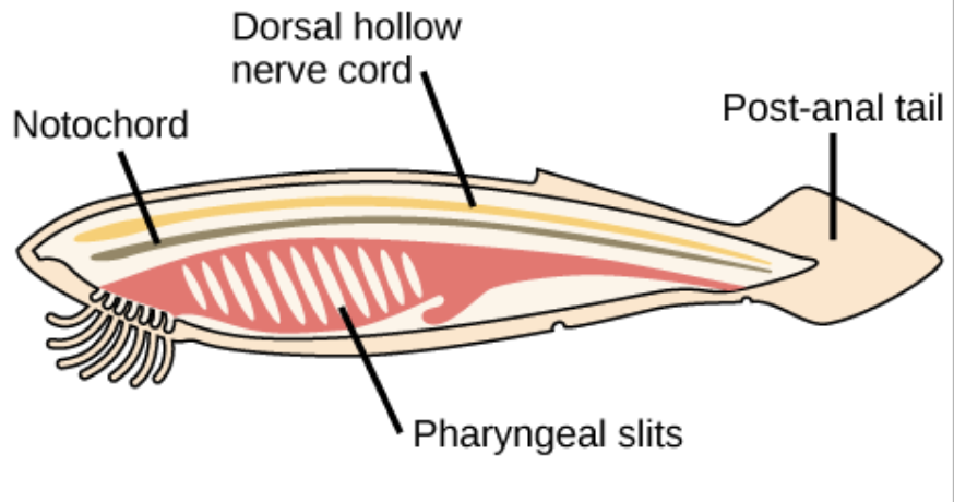 <p>*has key chordate traits</p><ol><li><p>lacks brain and eyes</p></li><li><p>no lateral appendages</p></li><li><p>no mineralized skeleton </p></li></ol><p></p>