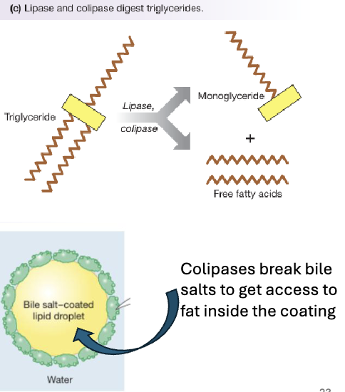 <ul><li><p>Lipid digestion is carried out by lipases from the mouth (lingual), stomach (gastric), and primarily the pancreas (pancreatic)</p></li><li><p>Pancreatic colipase is essential as it anchors lipase to the lipid droplet and allows it to function in the presence of bile salts</p></li><li><p>Pancreatic lipase hydrolyzes triglycerides into one monoglyceride and two free fatty acids which are the main absorbable products</p></li><li><p>Phospholipids are digested by pancreatic phospholipase while cholesterol is not enzymatically digested and is absorbed in its free form</p></li></ul><p></p>