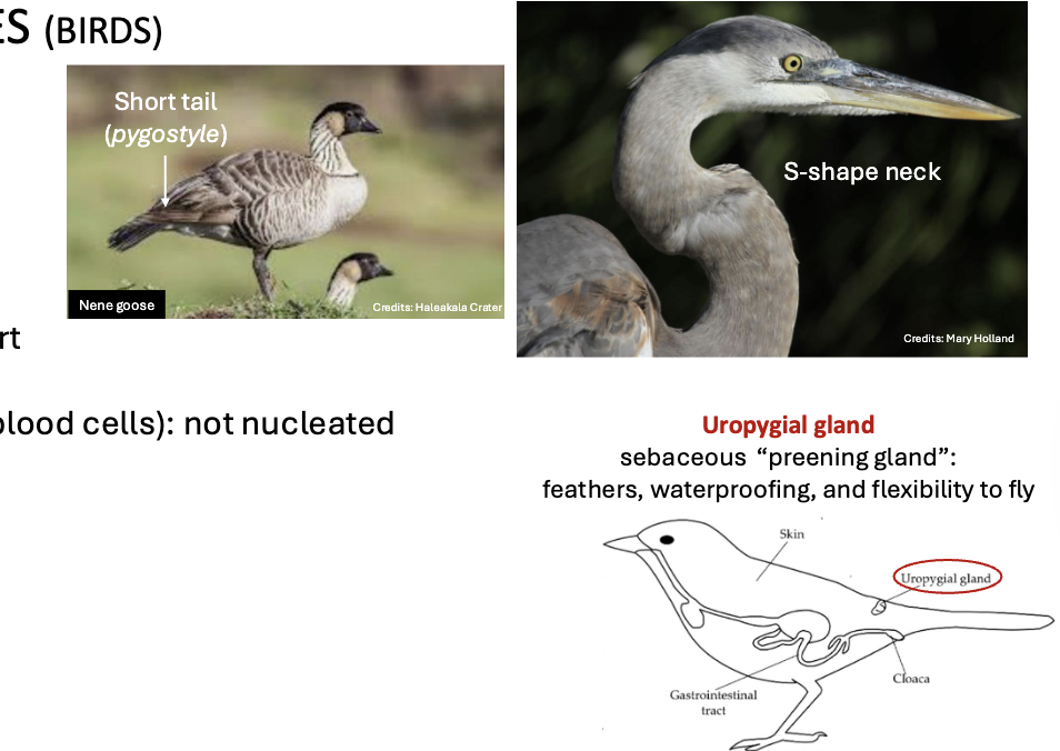 <p>AVIAN REPTILES (BIRDS)</p>