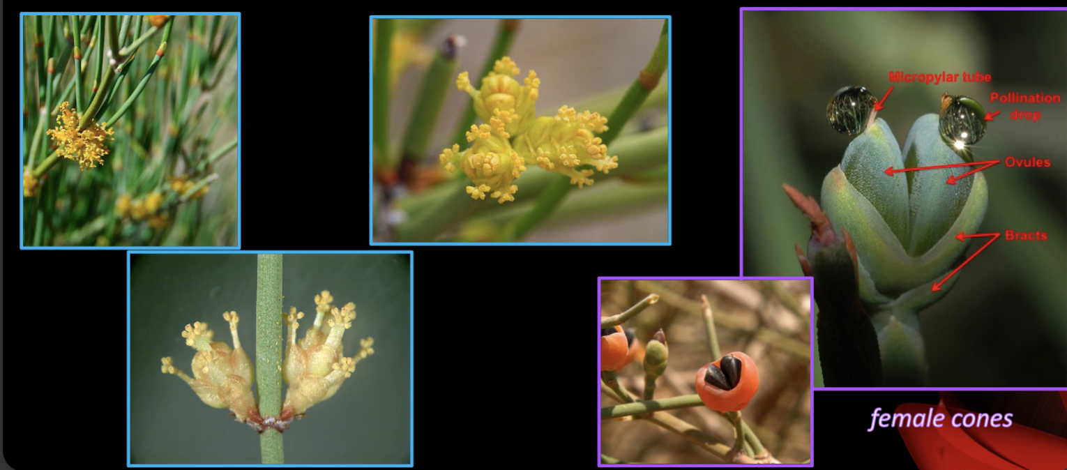 <ul><li><p>Broom-like shrubs of arid lands</p></li></ul><p></p>