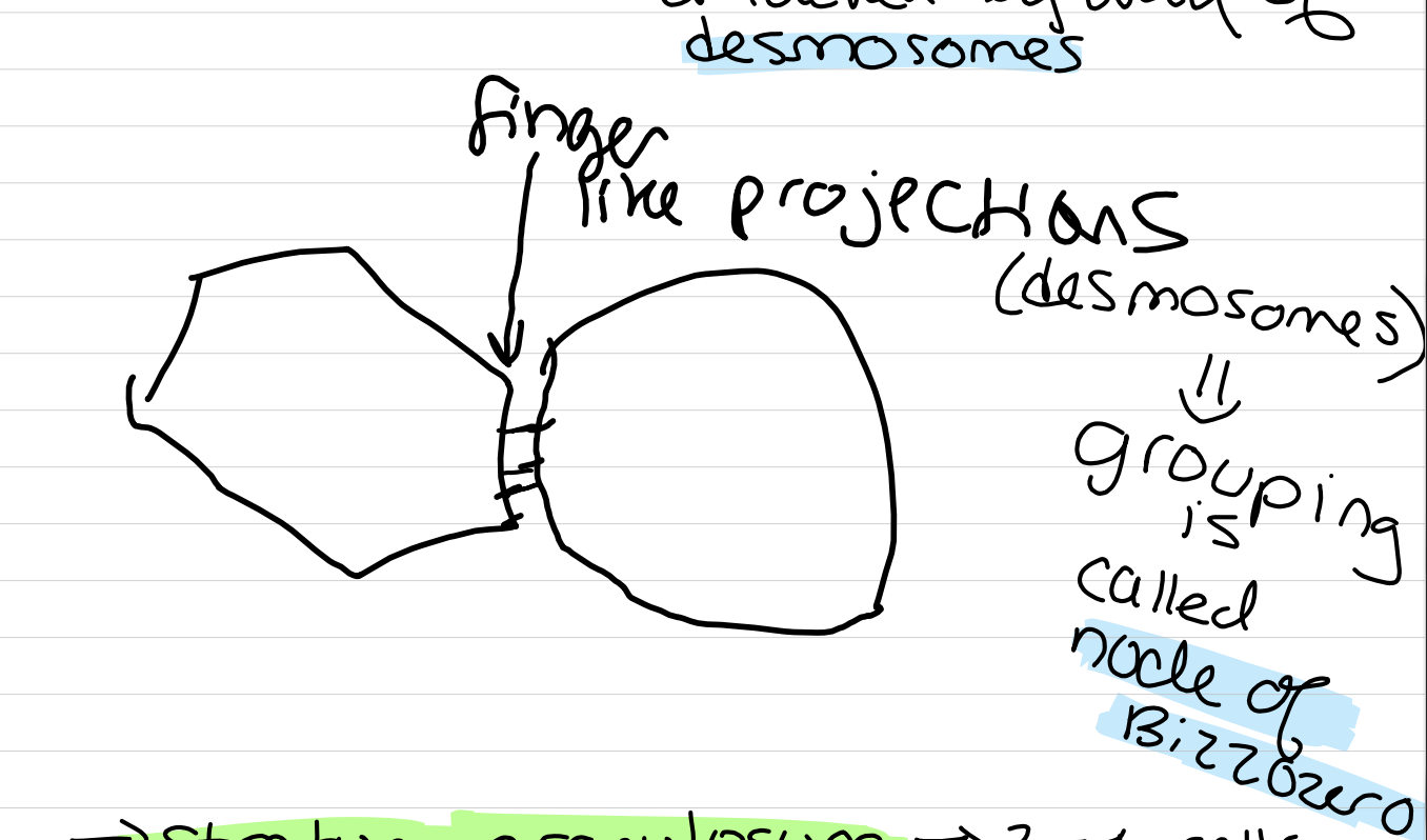 <p>Cells are well defined, halos around each cell, intercellular space between cells, prickly appearance (finger like projections attached by way of desmosomes) </p>