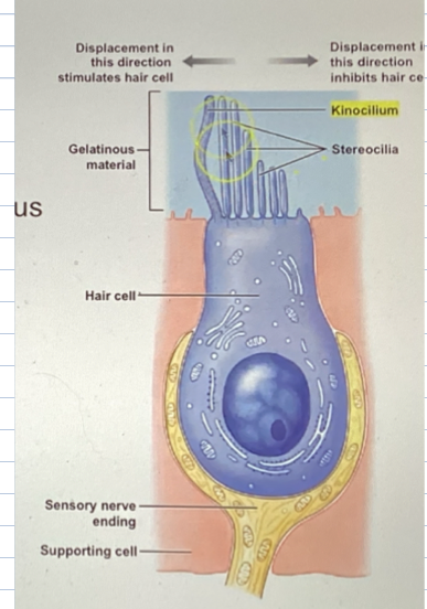 <p>embedded in a gelatinous </p>