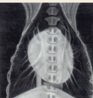 <p>Shallow wide-chested breed</p>