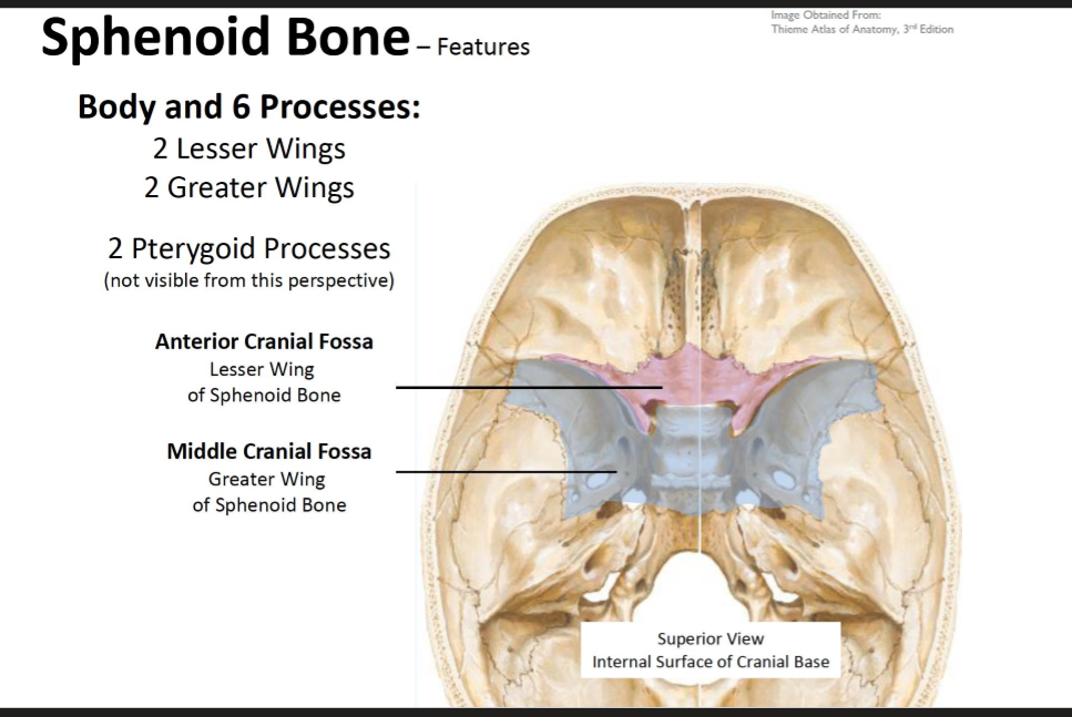 <ul><li><p>Has a body and 6 processes</p><ul><li><p>2 greater and 2 lesser wings</p></li><li><p>2 Pterygoid Processes</p></li></ul></li></ul><p></p>