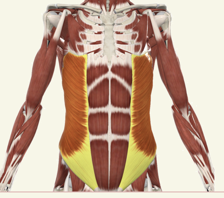 <p>external oblique Actions</p>