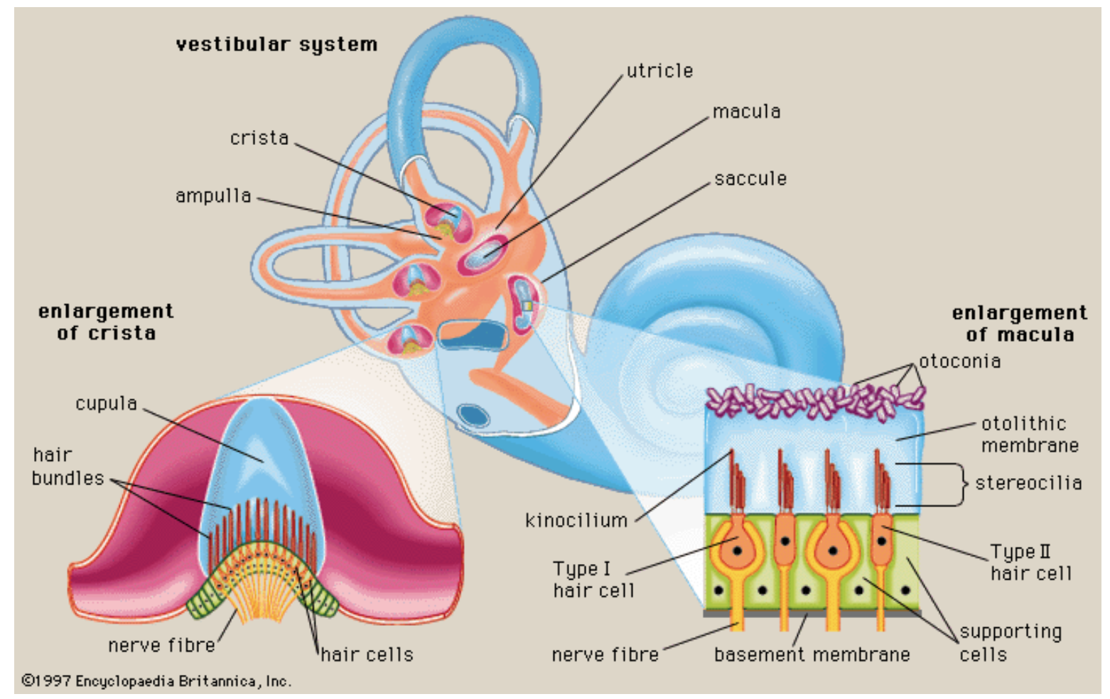<p>bony and membranous, attached to temporal bone</p><p>semi circular canals- sense movement of head in space, balance</p><ol><li><p>anterior</p></li><li><p>posterior</p></li><li><p>horizontal</p></li></ol><p>Vestibule (encompasses utricle and saccule)-between cochlea and semi circular canals, balance</p><ol><li><p>utricle</p></li><li><p>saccule</p></li></ol><p>Cochlea- 2 ¾ turns, hearing</p>