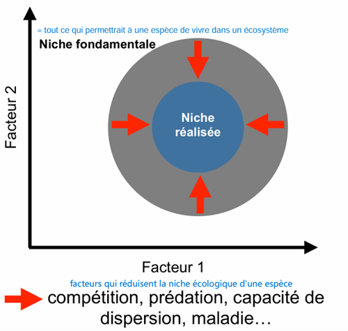 <p>C’est l’ensemble des conditions dans lesquelles une espèce pourrait vivre selon sa physiologie et ses capacités, en l’absence d’interactions biotiques (pas de compétition, pas de prédation, pas de parasites). Elle représente le potentiel maximal de l’espèce.</p>