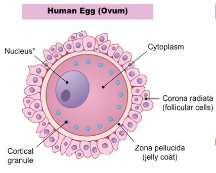 <p>*note, condensed nucleus is not actually present because ovum development stops in metaphase II, only there to represent the presence of haploid genetic material</p>