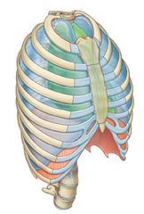 <p>A wall, two pleural cavities, the lungs, and the mediastinum.</p>