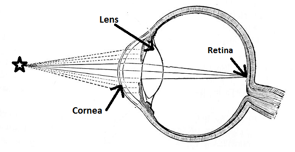 <ul><li><p>lens</p><ul><li><p>refracts light and focuses them directly onto retina</p></li></ul></li></ul><p></p>