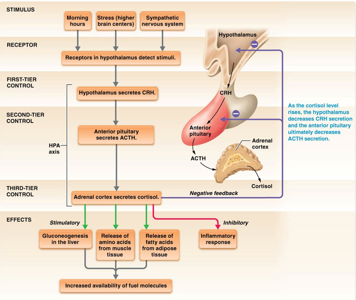 <ul><li><p>Most potent glucocorticoid in the body </p></li><li><p>Receptors located throughout the body = widespread effect </p></li><li><p>Effects:</p><ul><li><p>Gluconeogenesis in the liver</p></li><li><p>Release of amino acids from muscle tissue </p></li><li><p>Release of fatty acids from adipose tissue </p></li><li><p>Suppresses immune cells & inflammatory response </p></li></ul></li><li><p>Regulated by negative feedback loop </p><ul><li><p>Stimulus - morning hours, stress, and sympathetic NS</p></li></ul></li></ul><p></p>