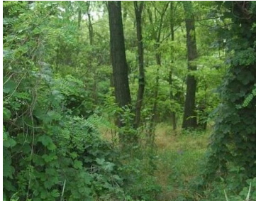 <p>Temperate deciduous forest biomes</p>