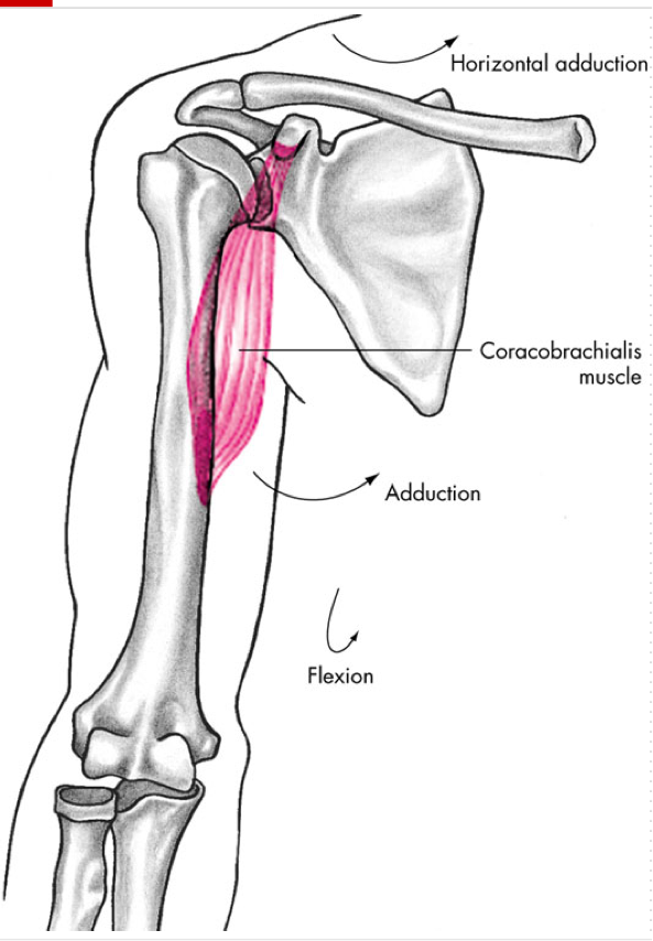 <p>Flexion</p><p>Adduction - primary </p><p>Internal Rotation</p><p>O - Coracoid Process of scapula</p><p>I - Upper 1/3 of anterior humerus</p>