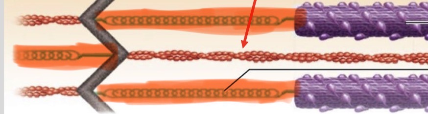 <p>titin protein bundles</p>