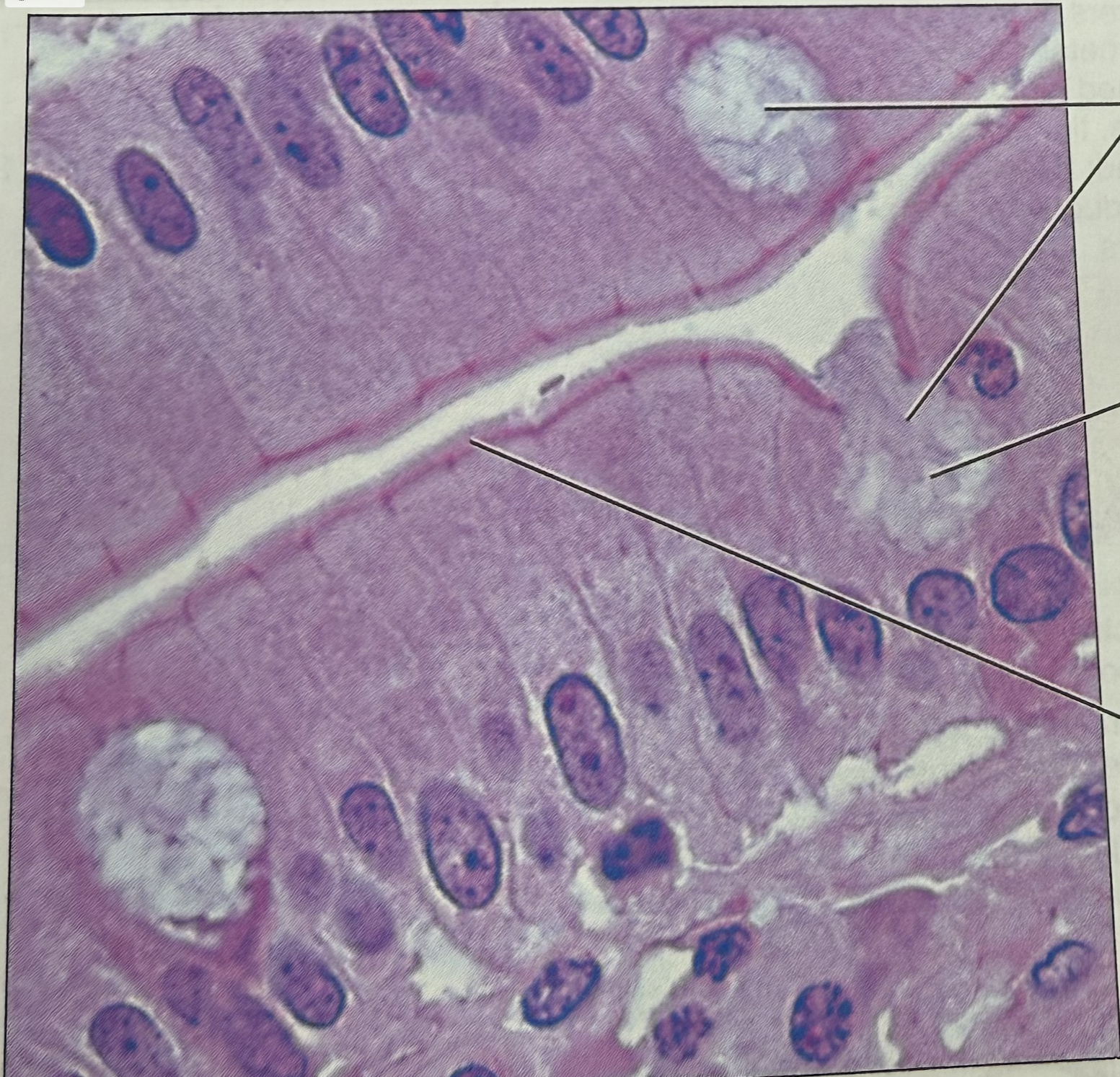 <p>what tissue is this</p>
