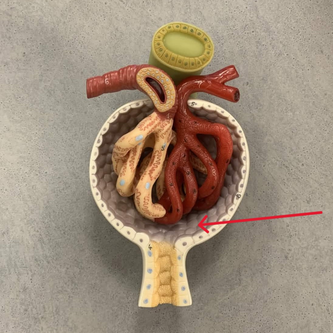 <p>Which part of renal corpuscle:</p><ul><li><p>Space between glomerulus &amp; bowman’s capsule</p></li></ul><p></p>