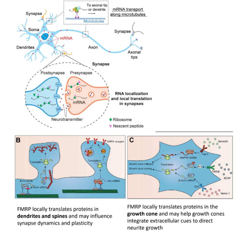 <p>FMRP locally regulates <strong><mark data-color="blue" style="background-color: blue; color: inherit;">protein synthesis</mark></strong> in <u><mark data-color="blue" style="background-color: blue; color: inherit;">axons & dendrites</mark></u></p><ul><li><p><span style="color: rgb(169, 167, 167);">(FMRP-regulated)</span> <u>mRNA transport</u> occurs along <strong><u>microtubules </u></strong>along the <strong><u>axon</u></strong><u> </u>(moving in either direction: towards dendrite or towards terminal)</p></li><li><p><span style="color: rgb(146, 143, 143);">(FMRP-regulated)</span> <u>RNA localization & local translation</u> occurs in <strong><u>synapses</u> b/w pre- axon terminals & post- <u>dendrites</u></strong></p></li></ul><p>__</p><p>FMRP locally regulates <strong><mark data-color="blue" style="background-color: blue; color: inherit;">translation</mark> </strong>in <u><mark data-color="blue" style="background-color: blue; color: inherit;">dendritic spines & growth cones</mark></u></p><ul><li><p><span style="color: rgb(155, 155, 155);">(FMRP-regulated)</span> local translation in <u>dendritic spines</u> <u>may influence </u><strong><u>synaptic plasticity (i.e. LTP and LTD)</u></strong></p></li><li><p><span style="color: rgb(164, 162, 162);">(FMRP-regulated) </span>local translation in <u>growth cones</u> allows for <strong><u>faster detection of extra- cues & faster neurite growth</u></strong> (of axons & dendrites)</p><ul><li><p>b/c local translation in growth cones means that growth cones contain mRNA, ribosomes, and FMRP/translation regulators, SO translation of proteins occurring in the <strong><u>soma </u></strong>is close, not far away</p></li></ul></li></ul><div data-type="horizontalRule"><hr></div><p><u>overall:</u></p><p>transport & local anchoring of specific mRNAs</p><ul><li><p>involves MTs and actin filaments <mark data-color="purple" style="background-color: purple; color: inherit;">← axons</mark></p></li><li><p>is regulated by FMRP in response to synaptic activity <mark data-color="purple" style="background-color: purple; color: inherit;">← dendrites</mark></p></li><li><p>influences spine shape & synaptic plasticity (like LTP) <mark data-color="purple" style="background-color: purple; color: inherit;">← dendritic spines & growth cones</mark></p></li></ul><p></p>