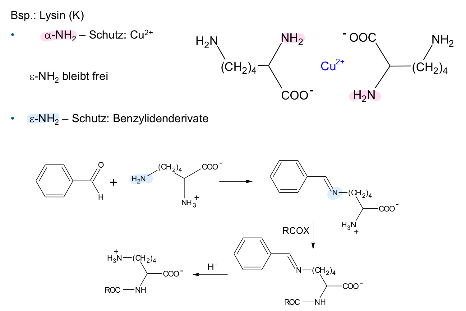 <p>• Schutz der α-NH₂-Gruppe durch Komplexbildung mit Kupfer-Ionen (Cu²⁺) </p><p>• Schutz der ε-NH₂-Gruppe durch Benzylidenderivate</p><p></p>