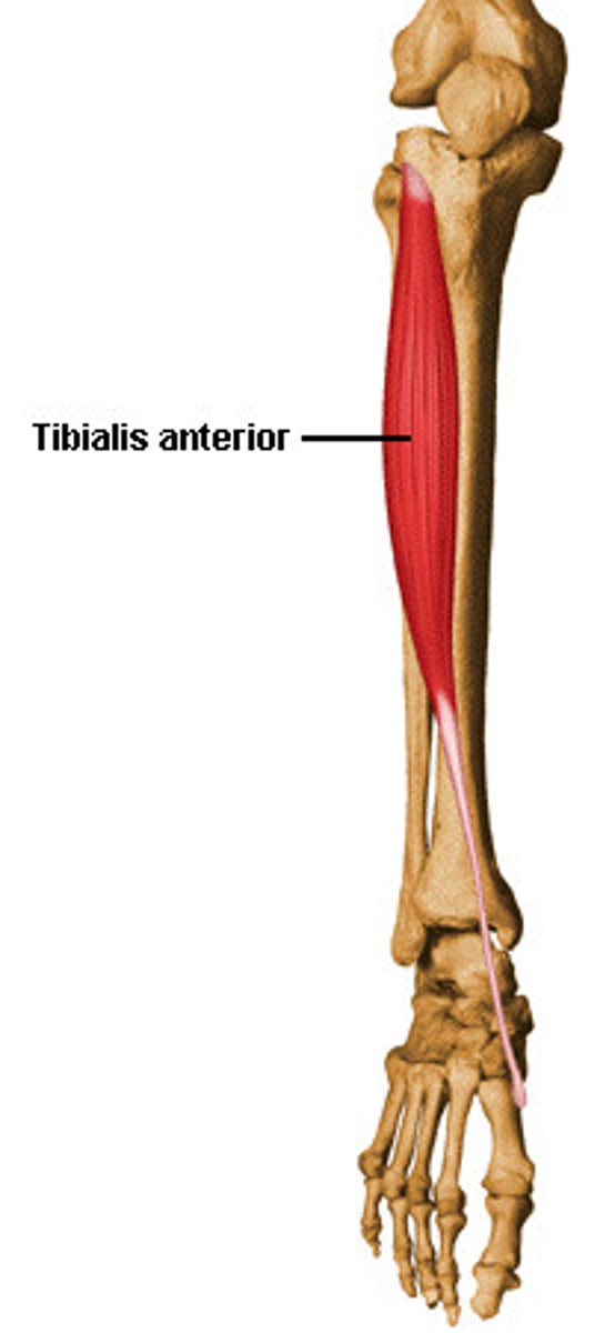 <p>Origin: lateral condyle</p><p>Insertion: metatarsal and tarsal bones</p><p>Action: dorsiflex</p>