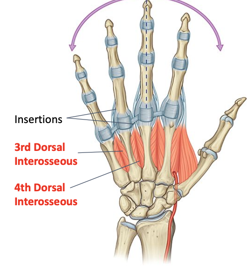 <p>Deep branch of ulnar nerve (C8-T1)<br>O: medial side of 3rd, adjacent sides of 4 and lateral side of 5 <br>I: medial side of proximal phalanx and extensor expansion of middle and ring fingers</p>