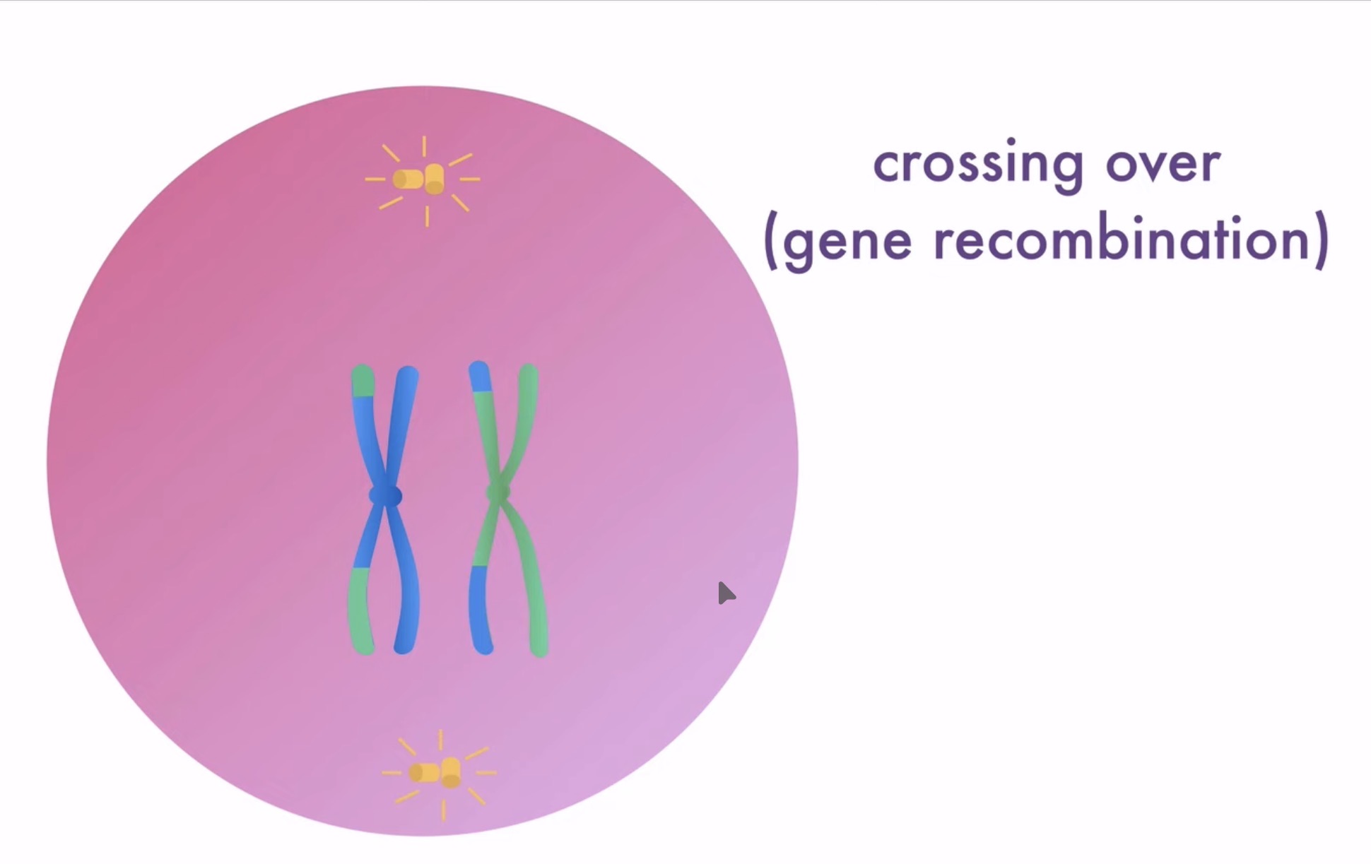<p>What happens as a result of tetrad’s pairing up (synapsis)?</p>
