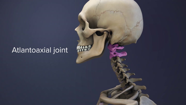 <p>rotation of the head </p><ul><li><p>two synovial facet joints</p></li></ul><p></p>