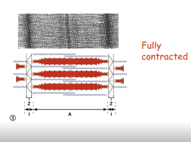 <ul><li><p>when the sarcomere is fully contracted, you will no longer be able to see the I bands, but may be able to distinguish the M lines</p></li></ul><p></p>