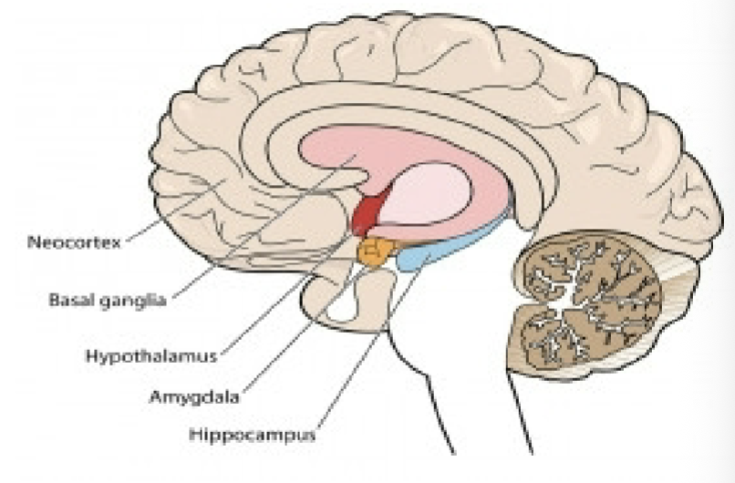 <p>Subcortical gray matter- Amygdala</p>