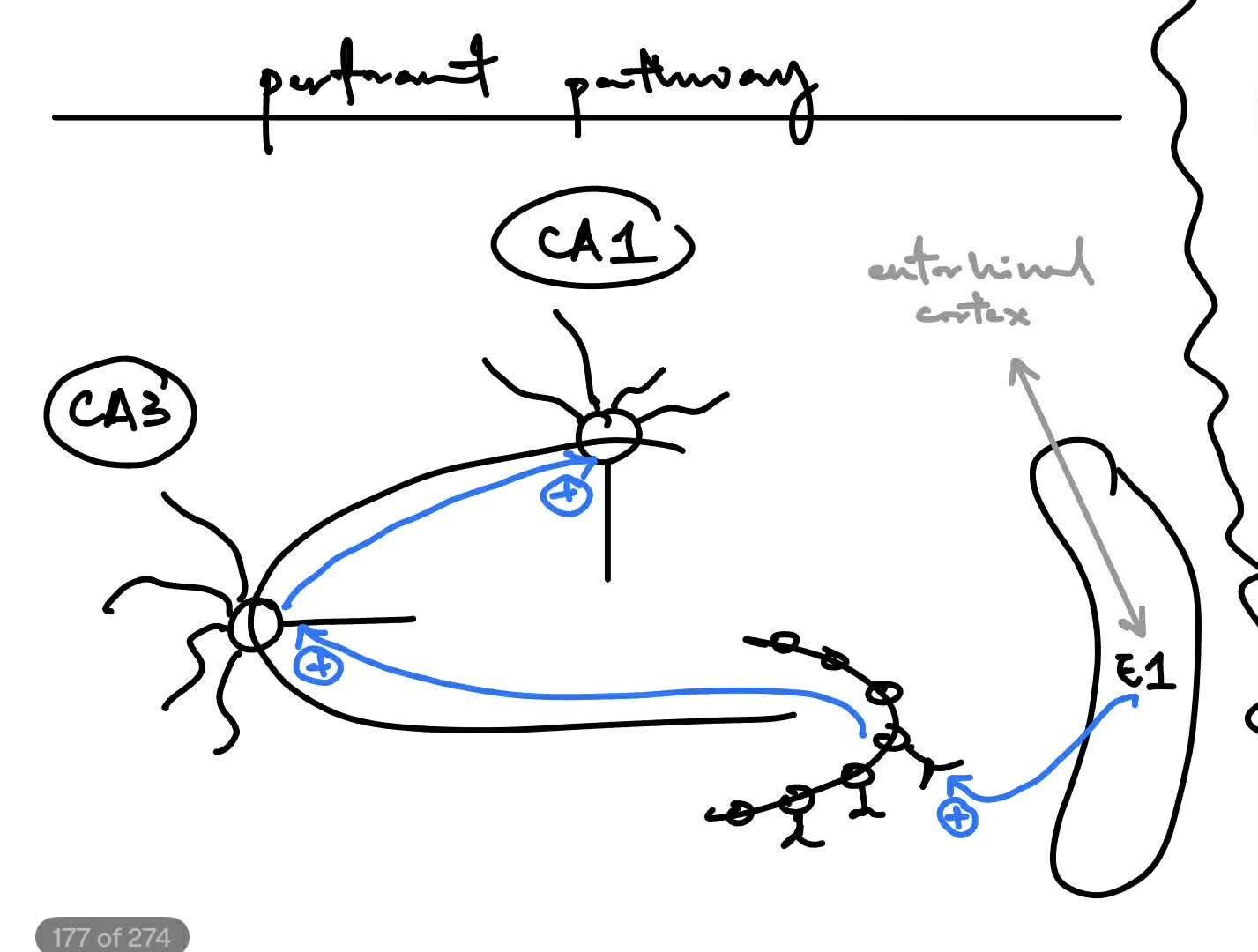 <p><strong><u>trisynaptic prime circuit</u></strong> (all 3 synapses use <u>glutamate</u> as their NT)</p><ul><li><p>perforant path (from the entorhinal cortex) → dentate gyrus → CA3 pyramidal cell → CA1 pyramidal cell</p></li></ul><p>^ is a type of <strong><u>feedforward </u></strong><u>excitation</u> <span style="color: purple;">(can refer to a previous flashcard if needed for picture)</span></p><p><span>__</span></p><p><span>discovery of <strong><u>LTP (long-term potentiation)</u></strong> —<u> is enhancement/increase of the post- response</u> ← cellular and molecular mechanism for learning &amp; memory</span></p><ul><li><p>observed extra- <u>EPSP</u> (b/c all 3 synapses release &amp; use glutamate)</p></li><li><p><strong>simple </strong>setup: <u>1 stimulating &amp; 1 recording electrode</u></p></li><li><p><strong>complex </strong>setup: <u>2 stimulators</u>/stim. electrodes AND <u>take both intra- &amp; extra- recordings</u></p></li></ul><p></p>