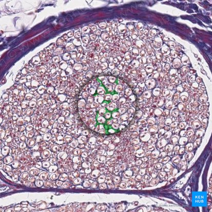 <p>Inner layer, around individual axons and Schwann cells</p>