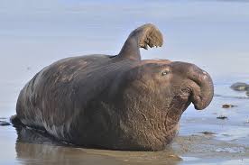 <p>Northern Elephant seal</p>