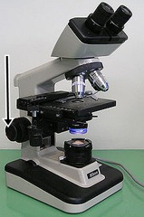 <p>What part of the microscope does the arrow indicate</p>