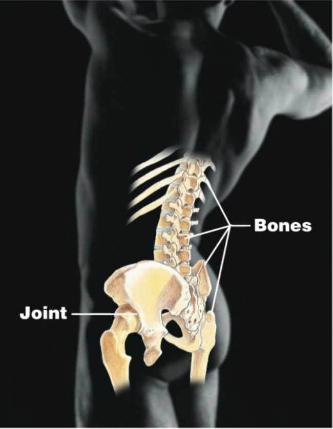 <p>Bones, joints<br>Supports and protects the body; helps with movement</p>