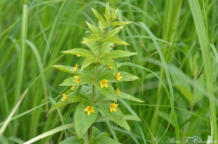 <p>Whorled Loosestrife</p>