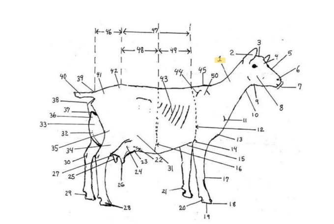 knowt flashcard image