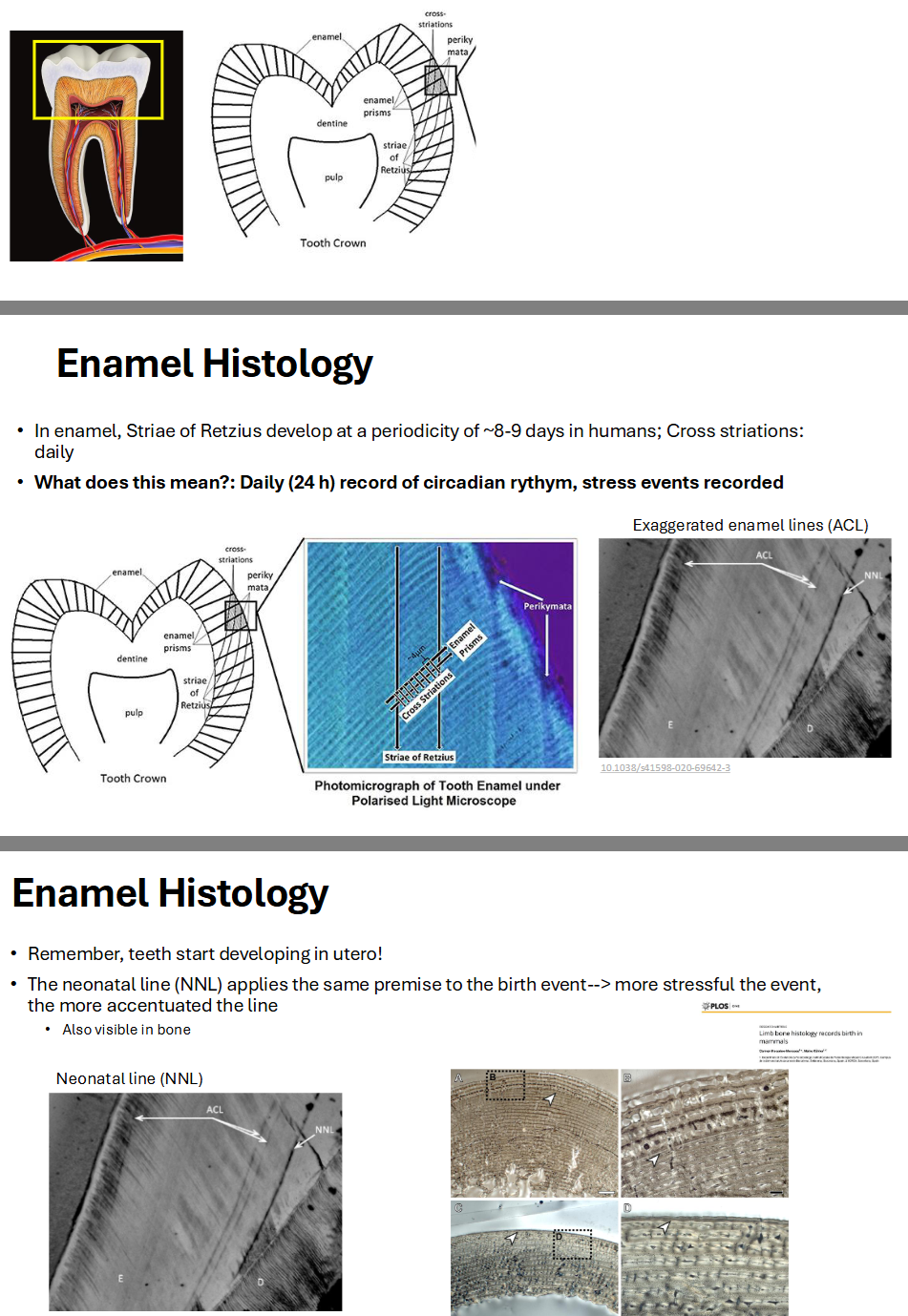<p>Enamel Histology</p>