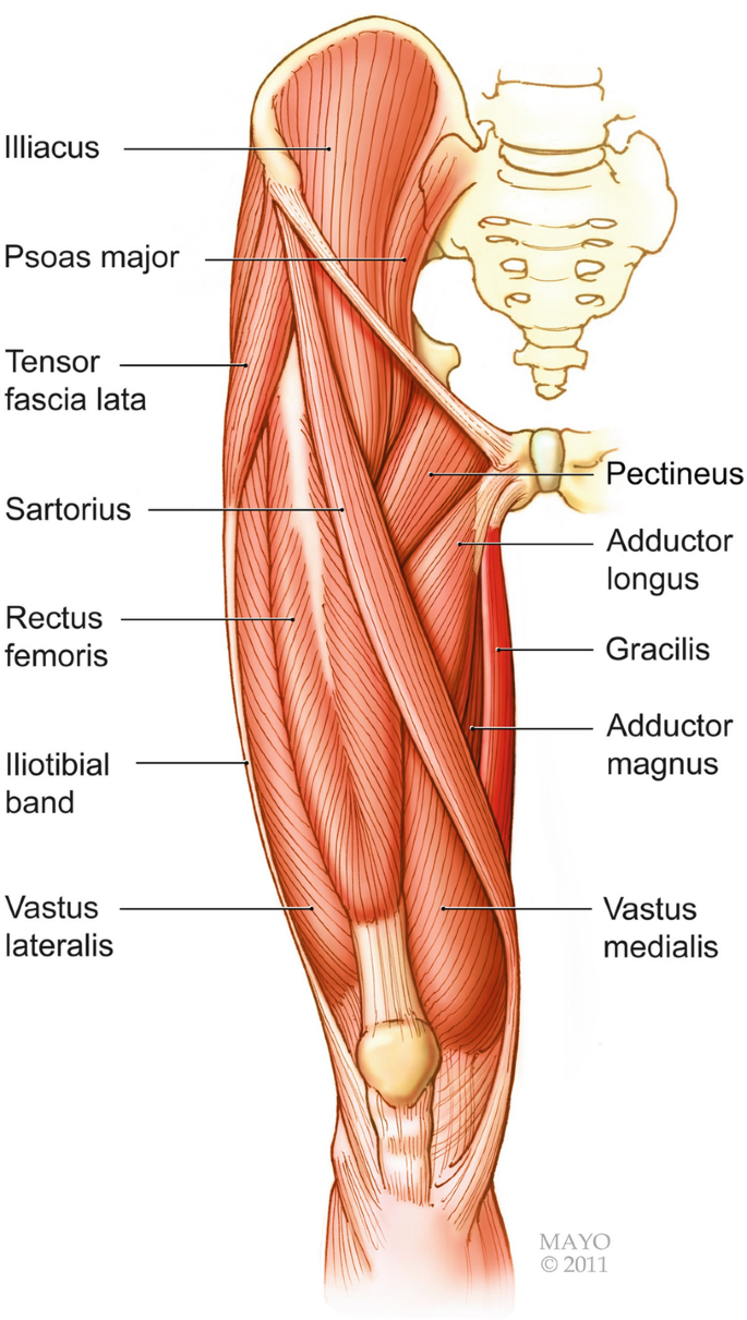 <p>gracilis</p>