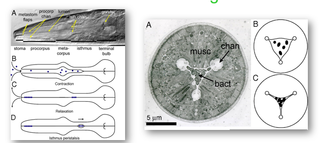 <p>food has to be pumped agianst the pseudocoel pressure by muscular esophagus</p><p>Contraction of pharyngeal muscle draws fluid containing suspended food particles (dots) into pharyngeal lumen</p><p>Relaxation ejects fluids while trapping particles</p><p>(D) Isthmus peristaisis carries food from anterior isthmus to terminal bulb and intestine</p><p>food passed rapidly (minutes)</p>