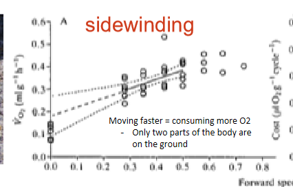 <p>sidewinding</p><ul><li><p>move faster = consuming more O2 </p></li><li><p>only 2 parts of the body are on the ground </p></li></ul><p></p>