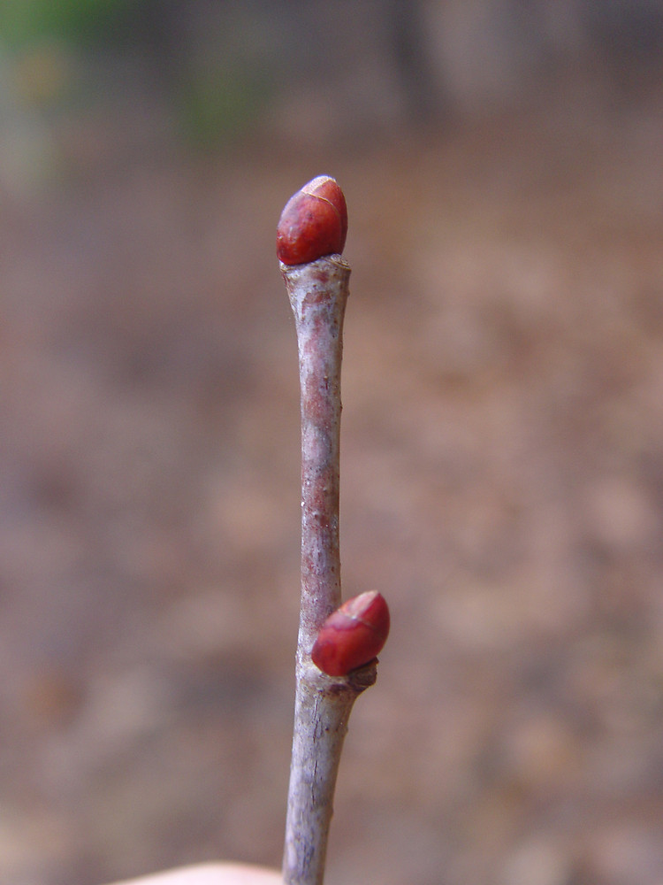 <p>red young twigs/buds</p>