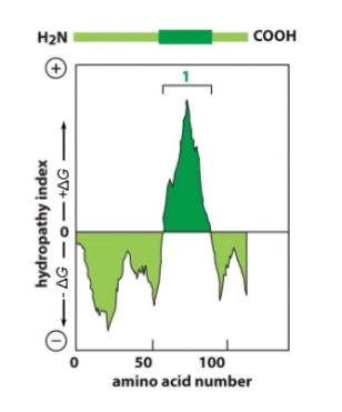 <p>x-axis: AA number. Starts on N-terminus, goes to C-terminus.</p><p>high y value = very hydrophobic, low y value = very hydrophillic</p><ul><li><p>each stretch of 20-30 hydrophobic AAs is a transmembrane domain</p></li></ul><p></p>