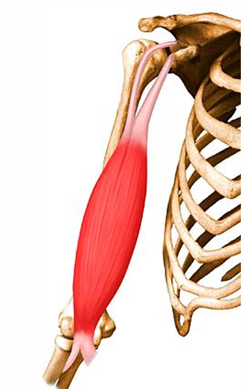<p>m. biceps brachii, o</p>