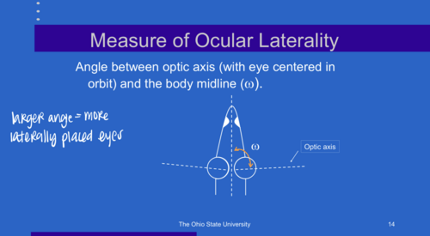 <p>What is ocular laterality?</p>