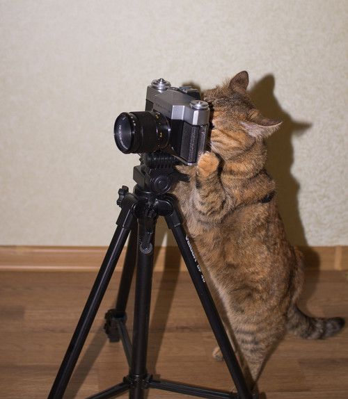 <p>take a photo</p>